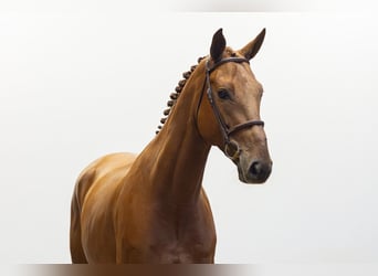 Zangersheide, Caballo castrado, 4 años, 168 cm, Alazán