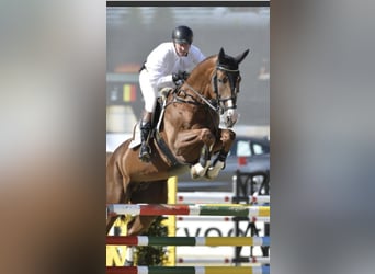 Zangersheide, Caballo castrado, 4 años, 168 cm, Castaño oscuro