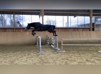 Zangersheide, Caballo castrado, 4 años, 168 cm, Castaño oscuro