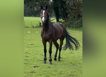 Zangersheide, Caballo castrado, 4 años, 168 cm, Castaño oscuro