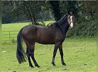 Zangersheide, Caballo castrado, 4 años, 168 cm, Castaño oscuro