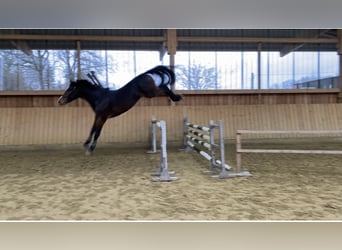 Zangersheide, Caballo castrado, 4 años, 168 cm, Castaño oscuro