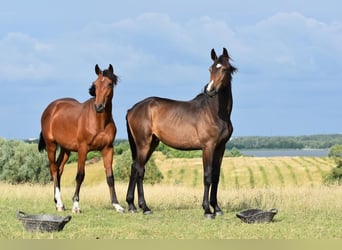 Zangersheide, Caballo castrado, 4 años, 168 cm, Castaño oscuro