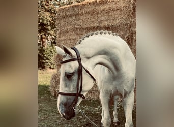 Zangersheide, Caballo castrado, 4 años, 168 cm, Tordo