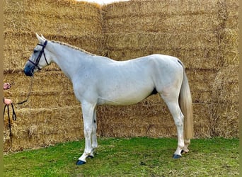 Zangersheide, Caballo castrado, 4 años, 168 cm, Tordo