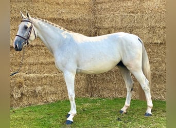 Zangersheide, Caballo castrado, 4 años, 168 cm, Tordo