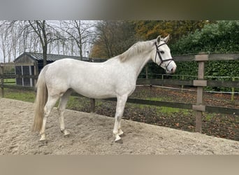 Zangersheide, Caballo castrado, 4 años, 168 cm, Tordo rodado