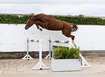 Zangersheide, Caballo castrado, 4 años, 169 cm, Alazán-tostado