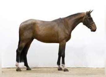 Zangersheide, Caballo castrado, 4 años, 169 cm, Castaño