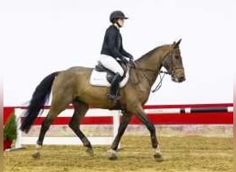 Zangersheide, Caballo castrado, 4 años, 169 cm, Castaño