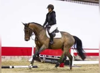 Zangersheide, Caballo castrado, 4 años, 169 cm, Castaño