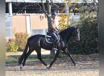 Zangersheide, Caballo castrado, 4 años, 169 cm, Castaño oscuro