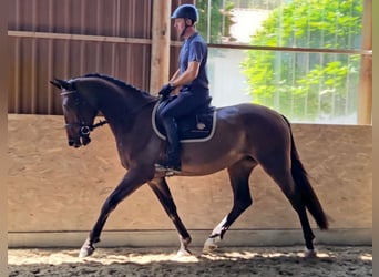 Zangersheide, Caballo castrado, 4 años, 169 cm, Castaño oscuro