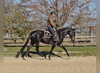 Zangersheide, Caballo castrado, 4 años, 169 cm, Castaño oscuro