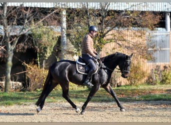 Zangersheide, Caballo castrado, 4 años, 169 cm, Castaño oscuro