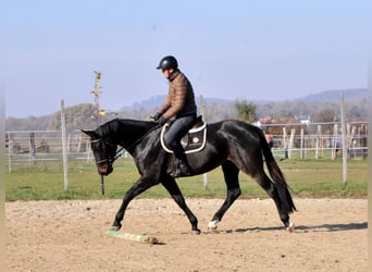 Zangersheide, Caballo castrado, 4 años, 169 cm, Castaño oscuro