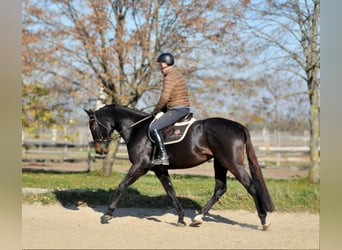 Zangersheide, Caballo castrado, 4 años, 169 cm, Castaño oscuro