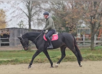 Zangersheide, Caballo castrado, 4 años, 169 cm, Castaño oscuro