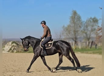 Zangersheide, Caballo castrado, 4 años, 169 cm, Castaño oscuro