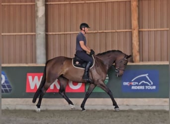 Zangersheide, Caballo castrado, 4 años, 169 cm, Castaño oscuro