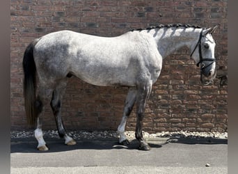 Zangersheide, Caballo castrado, 4 años, 169 cm, Tordo rodado