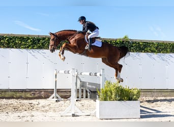 Zangersheide, Caballo castrado, 4 años, 170 cm, Alazán
