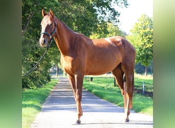 Zangersheide, Caballo castrado, 4 años, 170 cm, Alazán-tostado