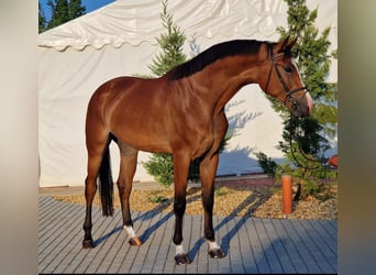 Zangersheide, Caballo castrado, 4 años, 170 cm, Castaño