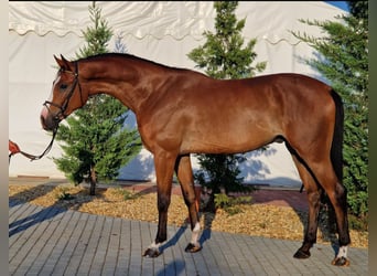 Zangersheide, Caballo castrado, 4 años, 170 cm, Castaño