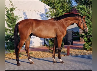 Zangersheide, Caballo castrado, 4 años, 170 cm, Castaño