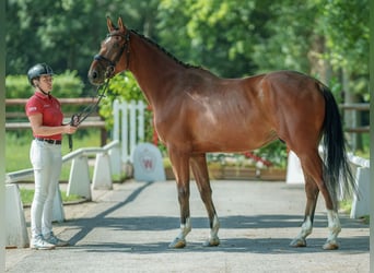 Zangersheide, Caballo castrado, 4 años, 170 cm, Castaño