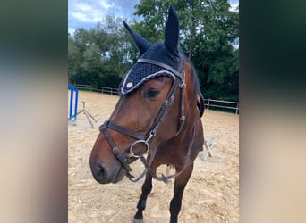 Zangersheide, Caballo castrado, 4 años, 170 cm, Castaño oscuro