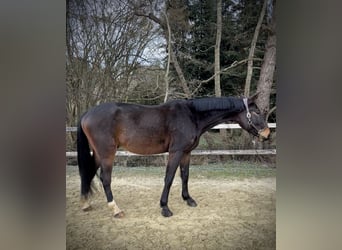 Zangersheide, Caballo castrado, 4 años, 170 cm, Castaño oscuro