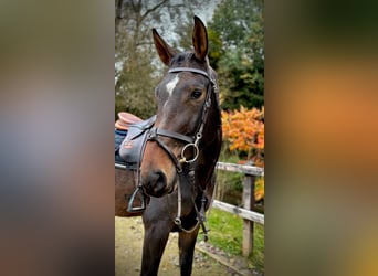 Zangersheide, Caballo castrado, 4 años, 170 cm, Castaño oscuro