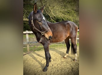 Zangersheide, Caballo castrado, 4 años, 170 cm, Castaño oscuro