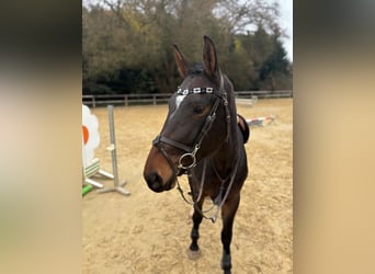 Zangersheide, Caballo castrado, 4 años, 170 cm, Castaño oscuro