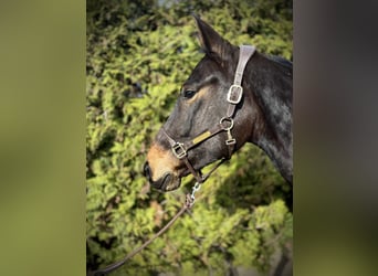 Zangersheide, Caballo castrado, 4 años, 170 cm, Castaño oscuro