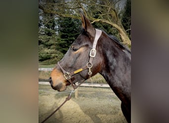 Zangersheide, Caballo castrado, 4 años, 170 cm, Castaño oscuro