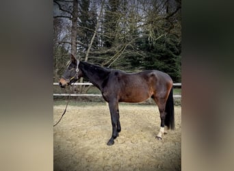 Zangersheide, Caballo castrado, 4 años, 170 cm, Castaño oscuro