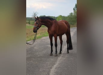 Zangersheide, Caballo castrado, 4 años, 170 cm, Castaño rojizo