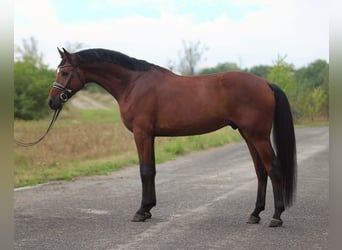 Zangersheide, Caballo castrado, 4 años, 170 cm, Castaño rojizo