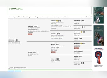 Zangersheide, Caballo castrado, 4 años, 170 cm, Porcelana