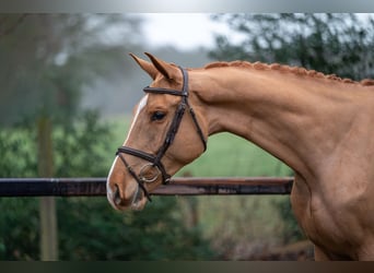 Zangersheide, Caballo castrado, 4 años, 171 cm