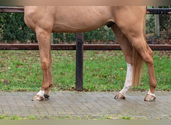Zangersheide, Caballo castrado, 4 años, 171 cm