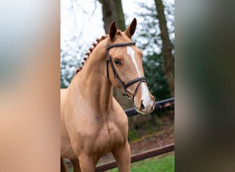 Zangersheide, Caballo castrado, 4 años, 171 cm