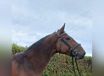 Zangersheide, Caballo castrado, 4 años, 171 cm, Castaño