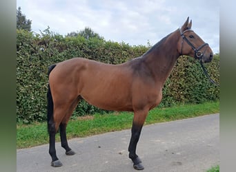 Zangersheide, Caballo castrado, 4 años, 171 cm, Castaño