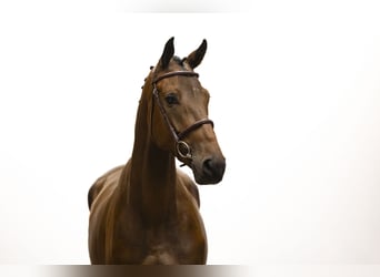 Zangersheide, Caballo castrado, 4 años, 171 cm, Castaño