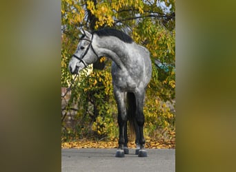 Zangersheide, Caballo castrado, 4 años, 171 cm, Tordo