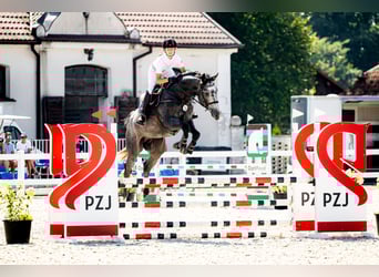 Zangersheide, Caballo castrado, 4 años, 171 cm, Tordo picazo